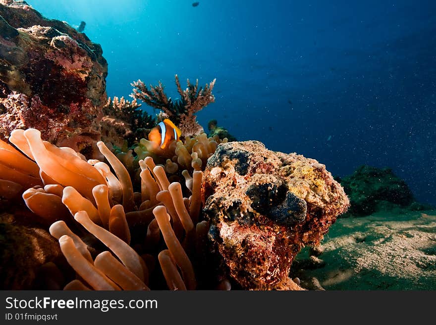 Red sea anemonefish (Amphipiron bicinctus) taken in the red sea.