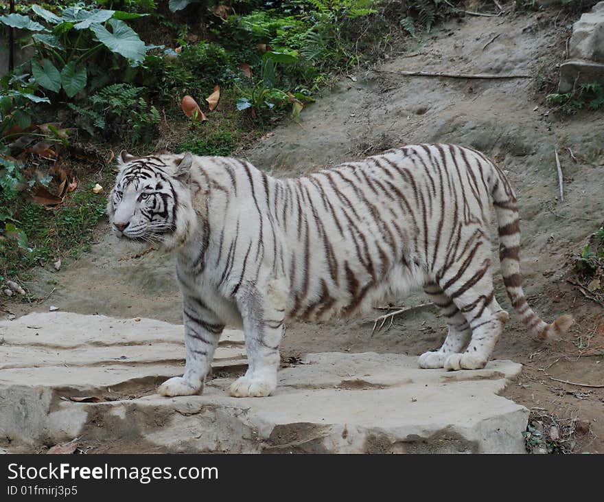 There was a white tiger standing on the ground.