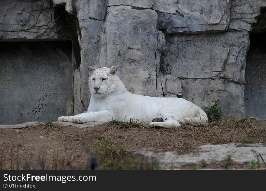 There was a white tiger lying on a rock,its face toward the camera.