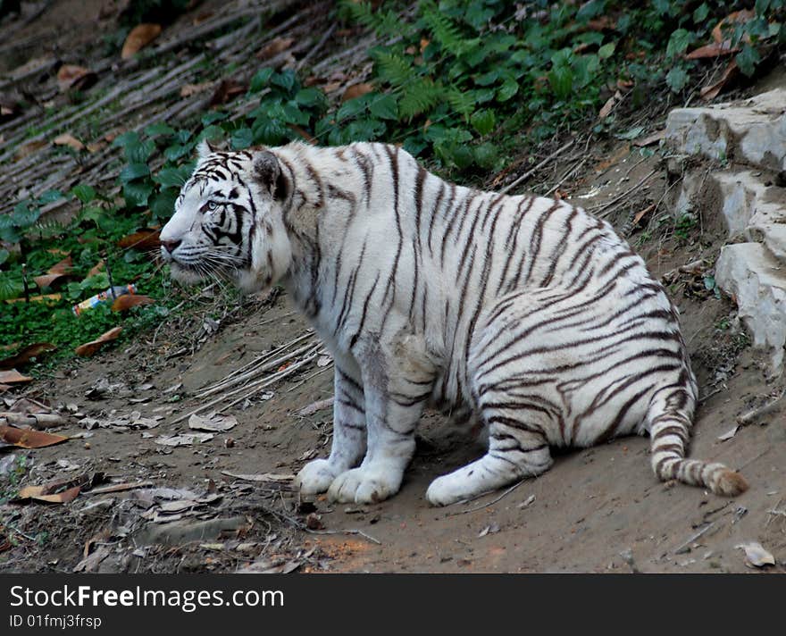 There was a white tiger sitting on the ground.