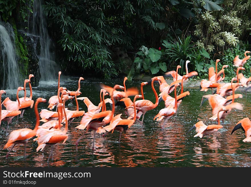 Flock of pink flamingos moving in action in tropical environment across the water