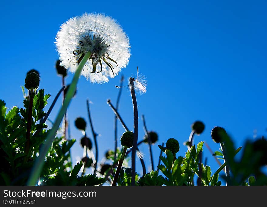 Dandelion Delight