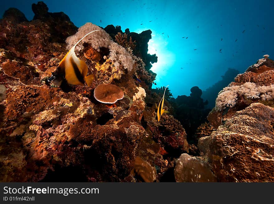 Coral and fish taken in the red sea.