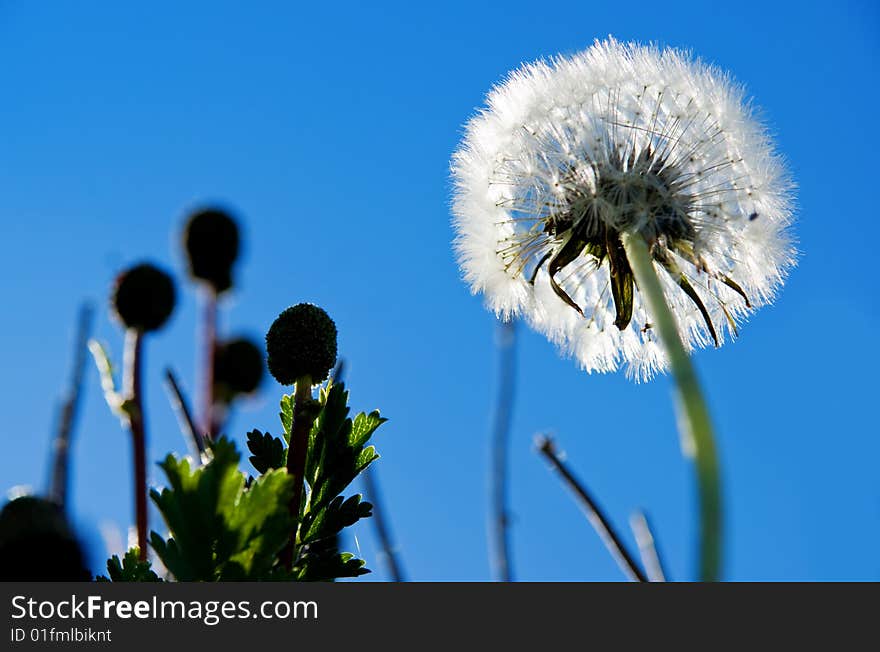 Dandelion Delight