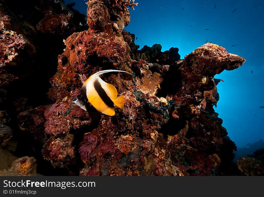 Coral and fish taken in the red sea.