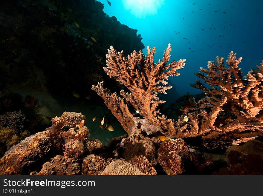 Acropora lamarcki taken in the red sea.