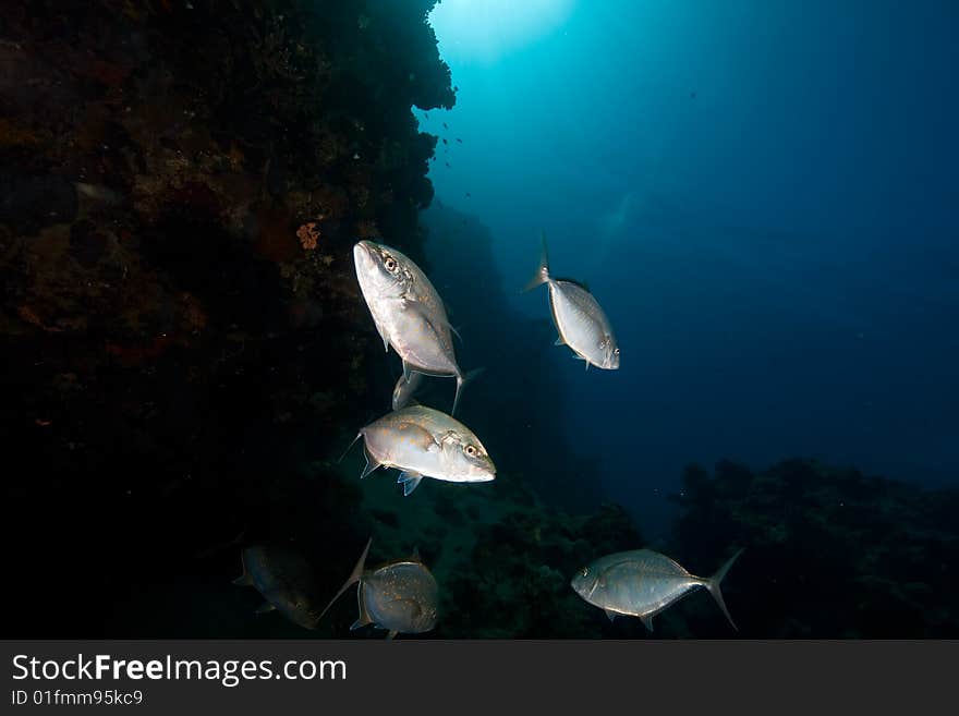 Orangespotted trevally (carangoides bajad) taken in the red sea.