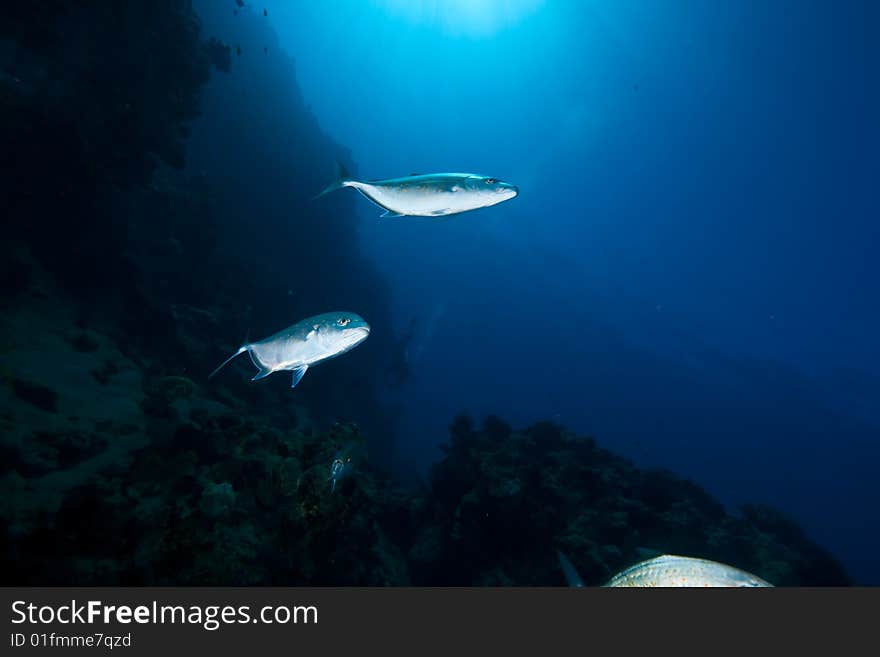 Orangespotted trevally (carangoides bajad) taken in the red sea.