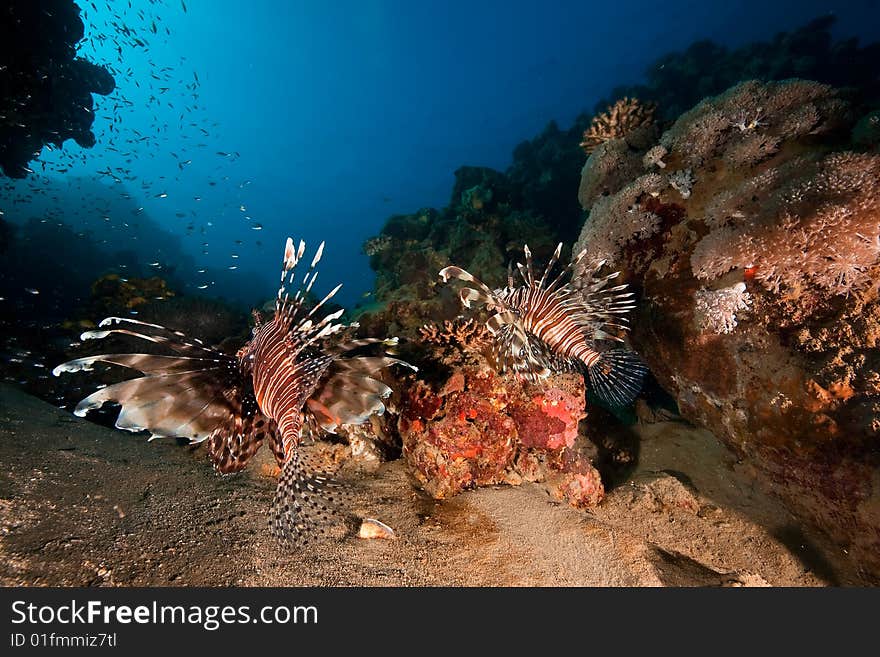 Common lionfish (pterois miles) taken in the red sea.