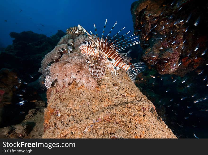 Common lionfish (pterois miles) taken in the red sea.