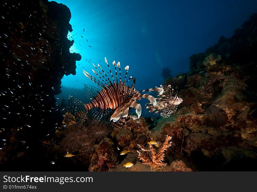 Common lionfish (pterois miles) taken in the red sea.