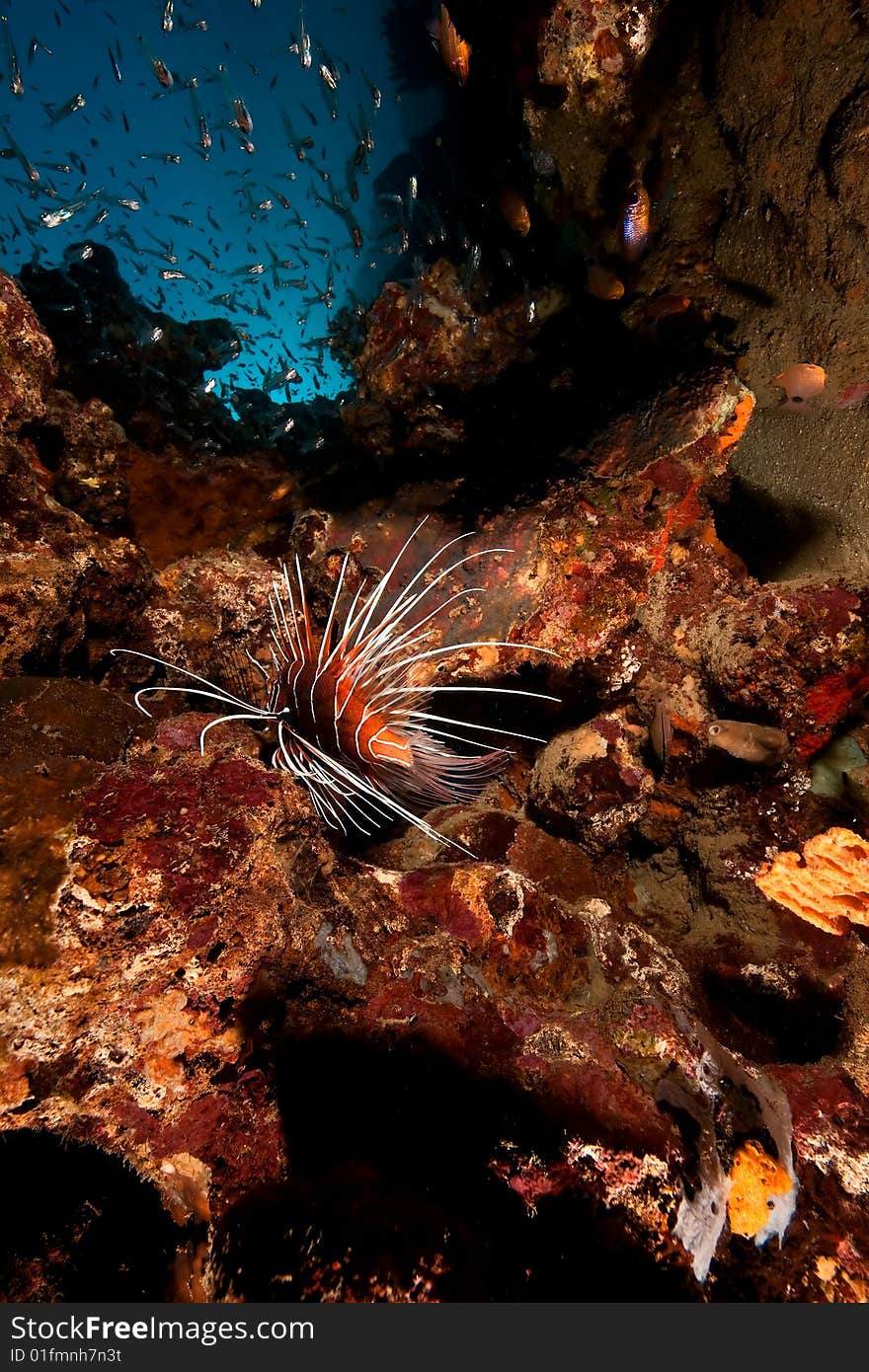 Clearfin lionfish (pterois radiata) taken in the red sea.