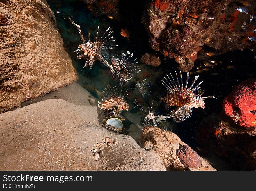 Common lionfish (pterois miles) taken in the red sea.