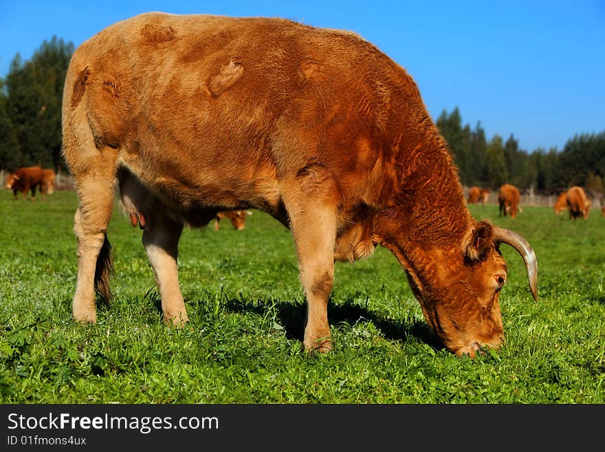 The cow  on a green lawn