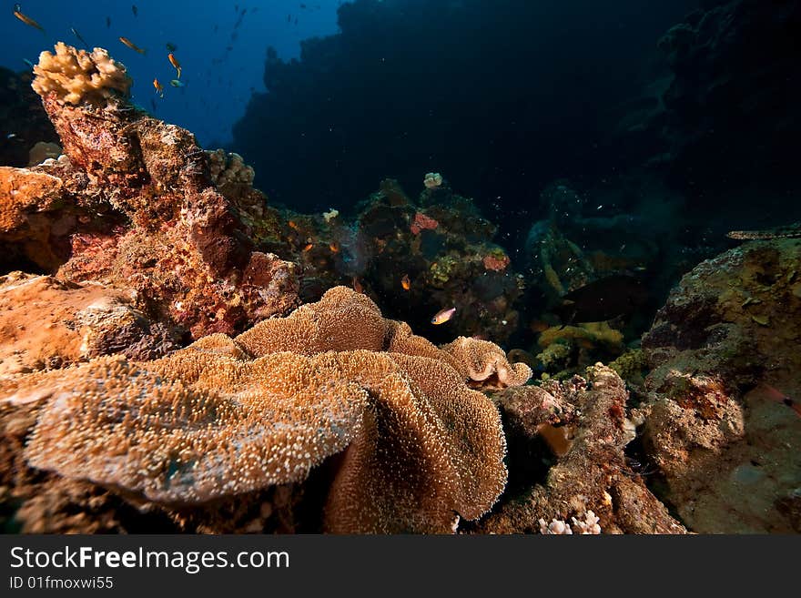 Coral and fish taken in the red sea.