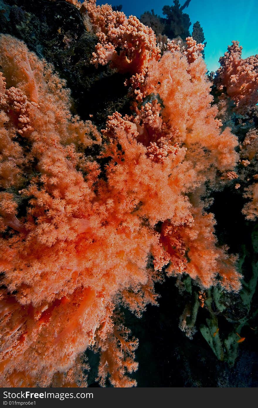 Litophyton arboreum taken in the red sea. Litophyton arboreum taken in the red sea.