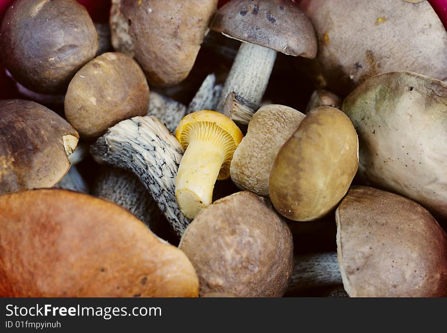 Close-up Of A Bunch Of Raw Fresh Eatable Mushrooms