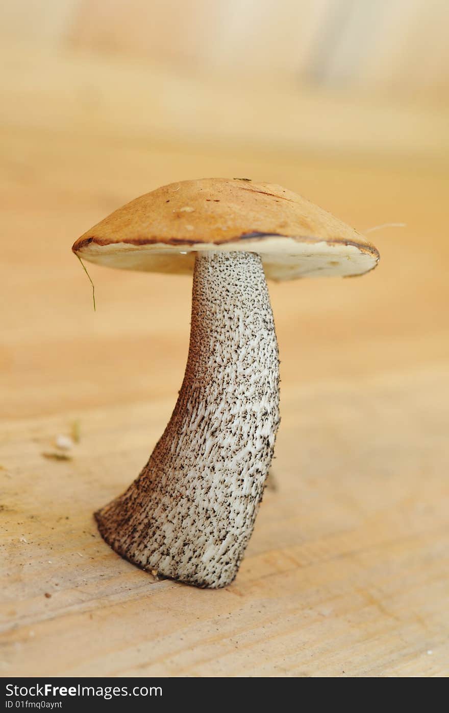 Single mushroom