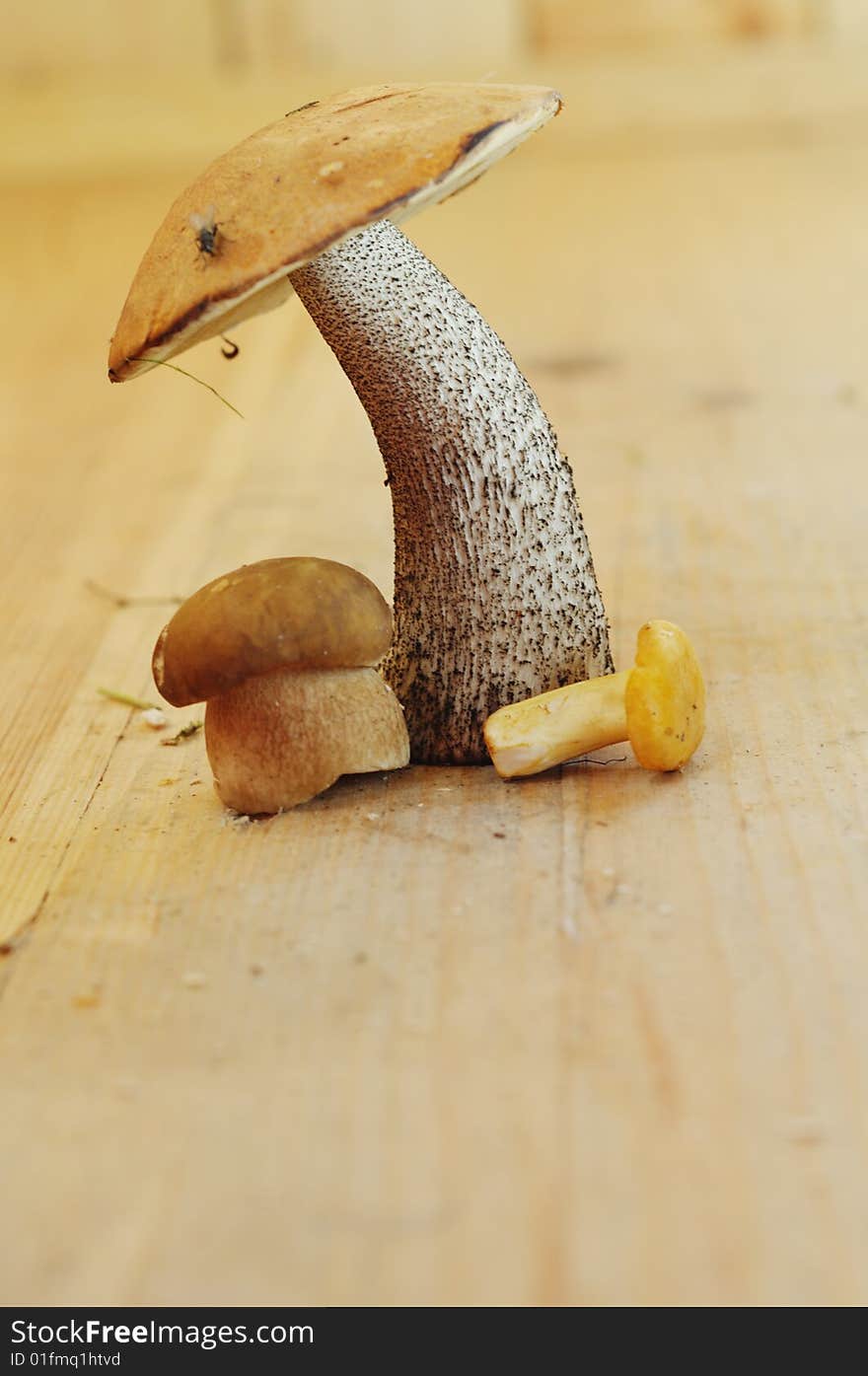 Close-up of an eatable mushrooms with brown cap standing on a wooden floor. Close-up of an eatable mushrooms with brown cap standing on a wooden floor