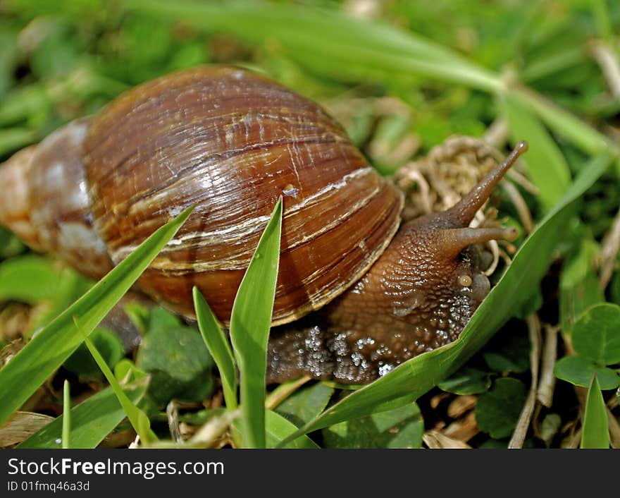 This was  snail found in the grass at a Hawaii state park. This was  snail found in the grass at a Hawaii state park.