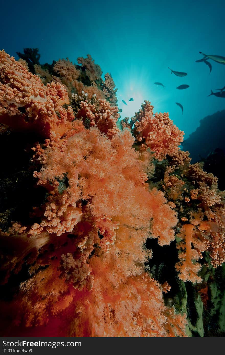 Litophyton arboreum taken in the red sea. Litophyton arboreum taken in the red sea.