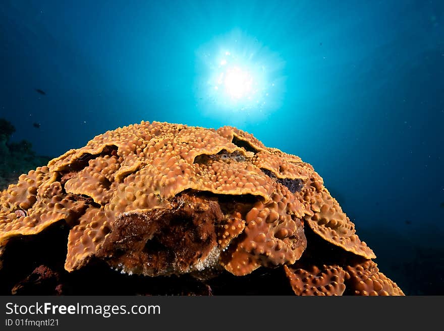 Ocean, sun and coral taken in the red sea.