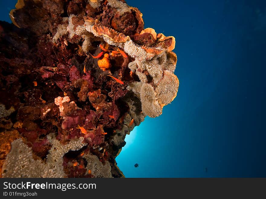 Ocean, sun and coral taken in the red sea.