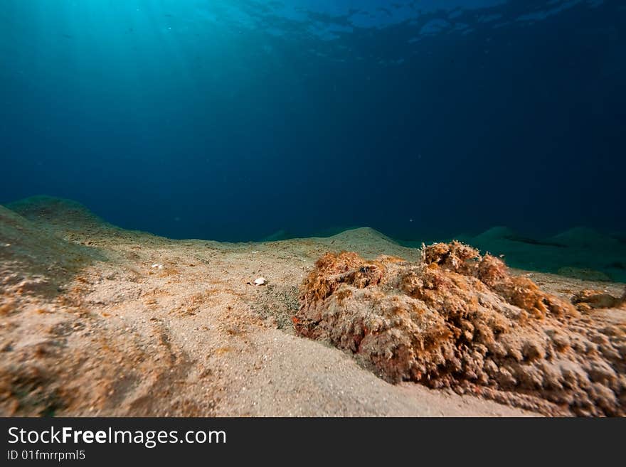 Stonefish (synanceia verrucosa) taken in the red sea.