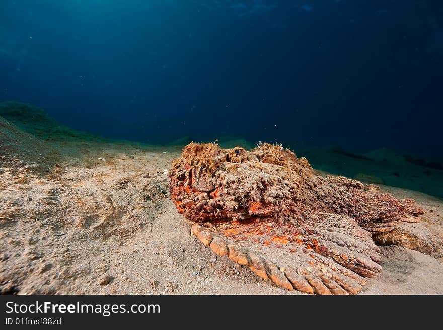 Stonefish (synanceia verrucosa) taken in the red sea.