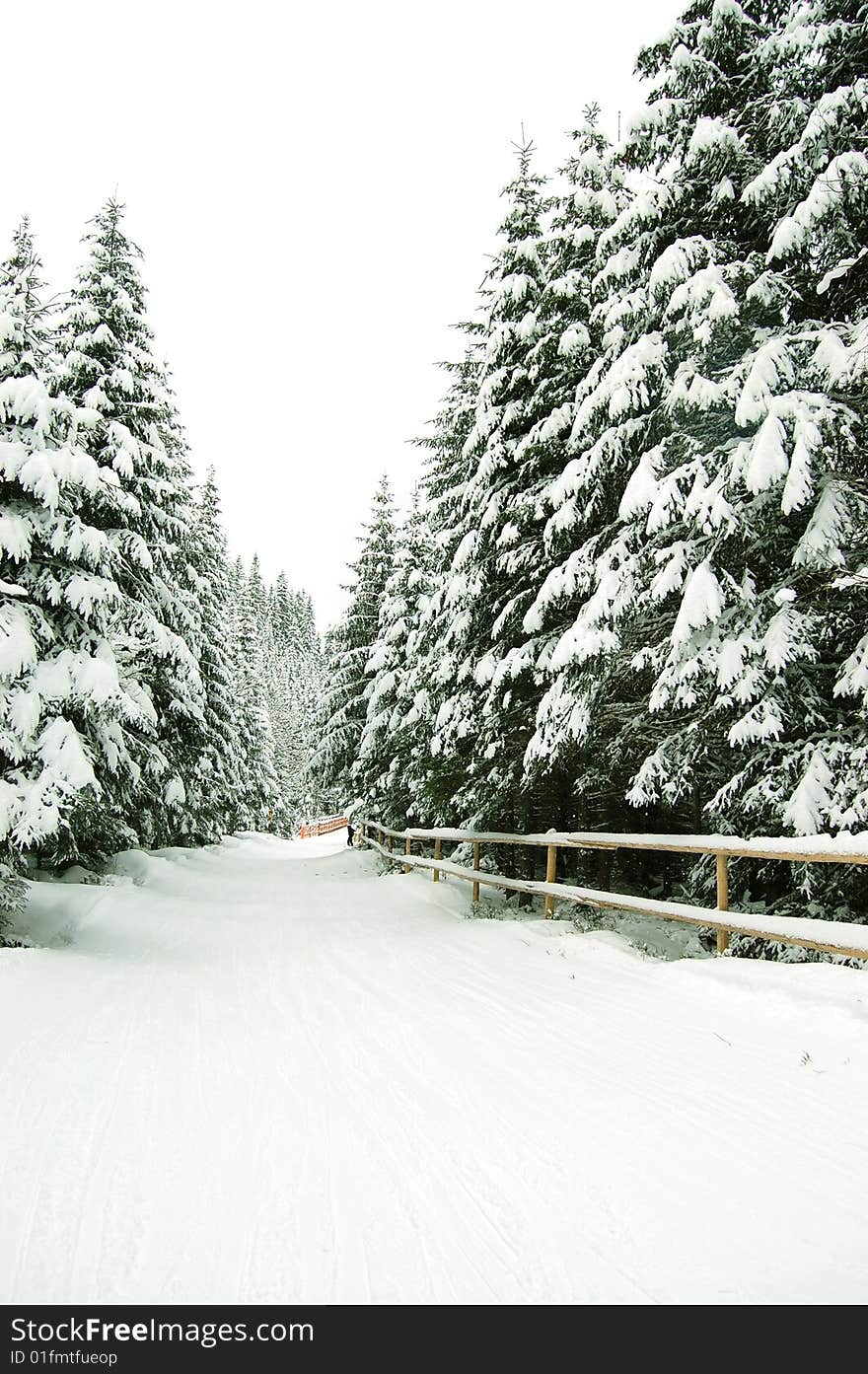 Coniferous forest