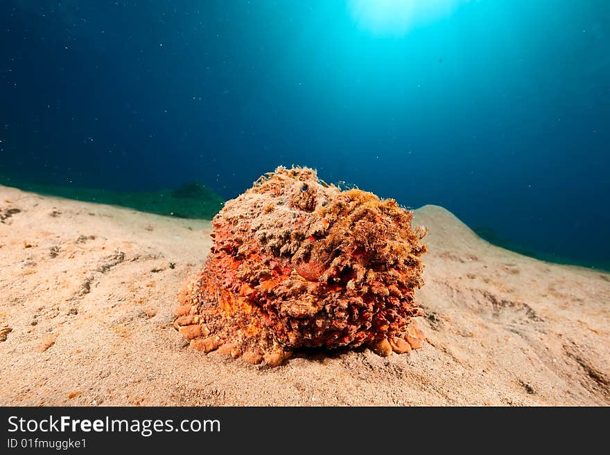 Stonefish (synanceia verrucosa) taken in the red sea.