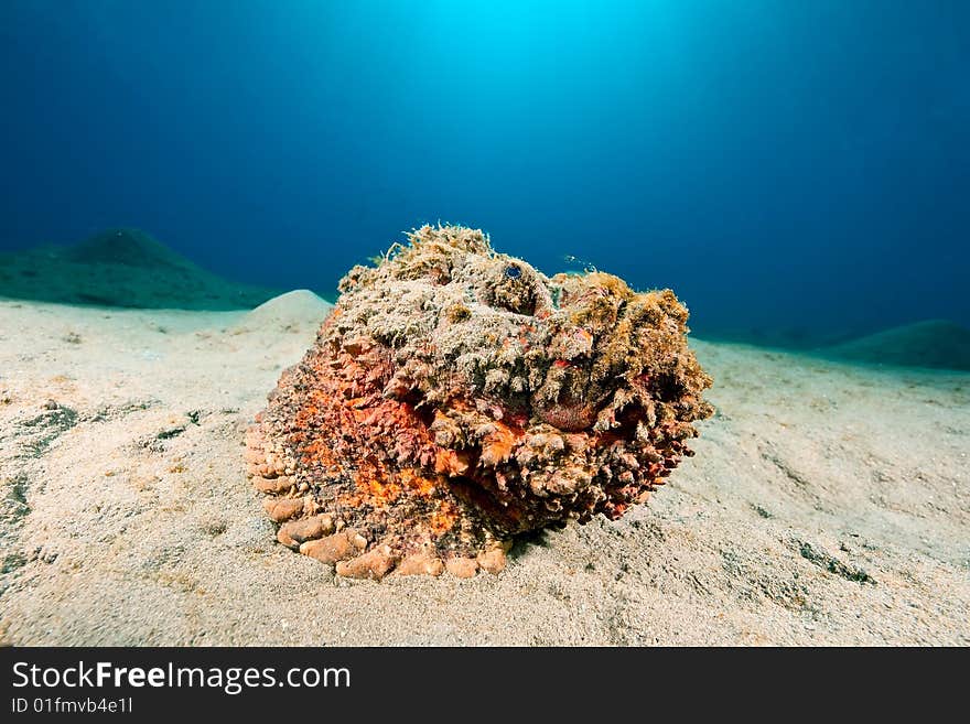 Stonefish (synanceia verrucosa) taken in the red sea.