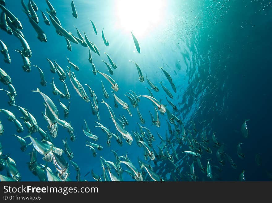 Striped mackerel (rastrelliger kanagurta) taken in the red sea.