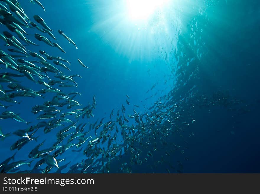 Striped mackerel (rastrelliger kanagurta) taken in the red sea.