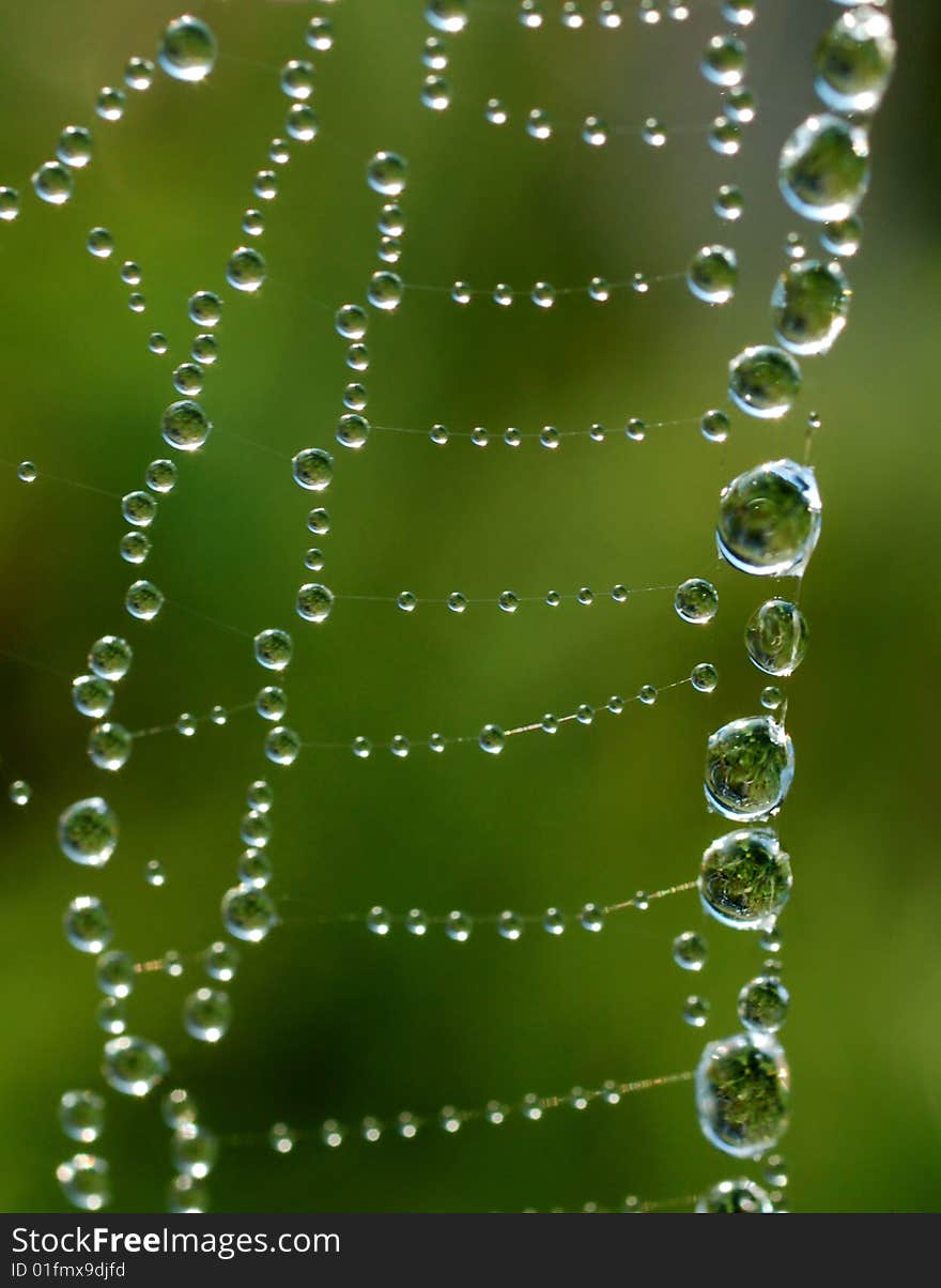 Water droplets on the spider web with a green background