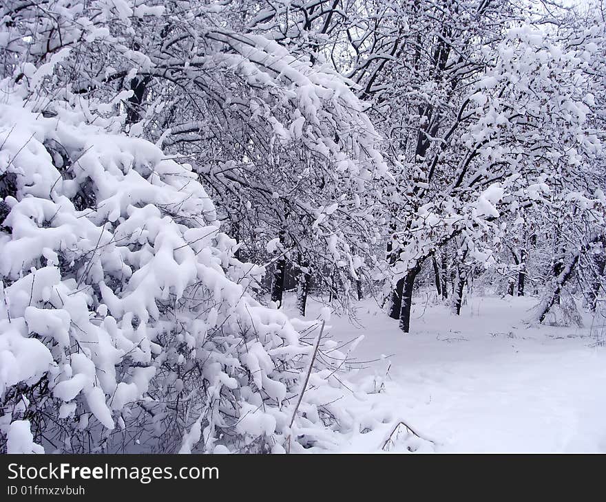 Trees covered by snow in a wood. Trees covered by snow in a wood