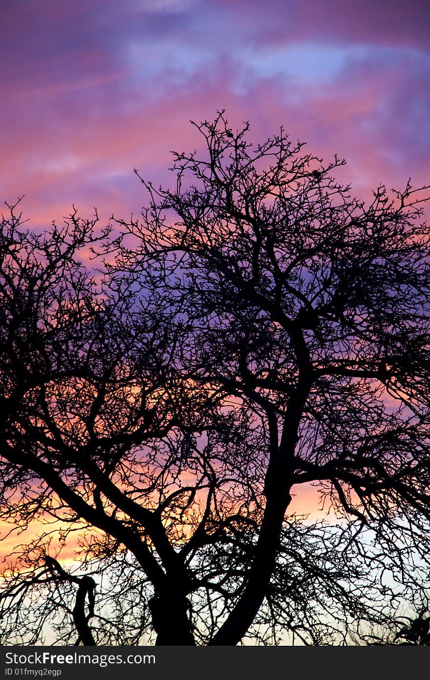 Country sunset tree silhouette