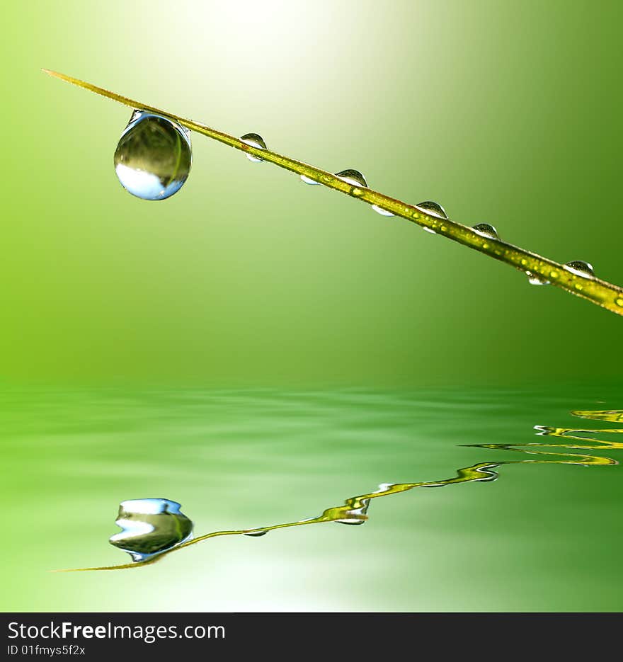 Fresh grass with dew drops close up