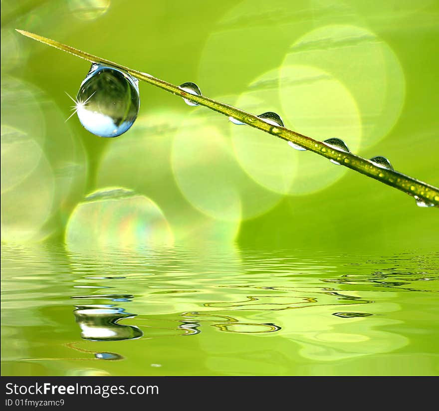 Grass with drops of water. Grass with drops of water