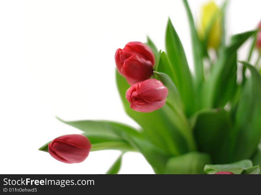 Red beautiful fresh tulips a white backgound