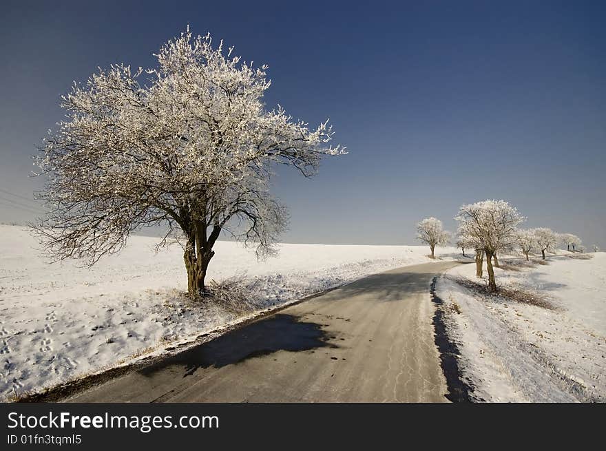 Trees above road at winter. Trees above road at winter