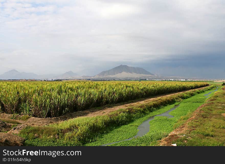 A field of crops grows outside the city of Trujillo, Peru