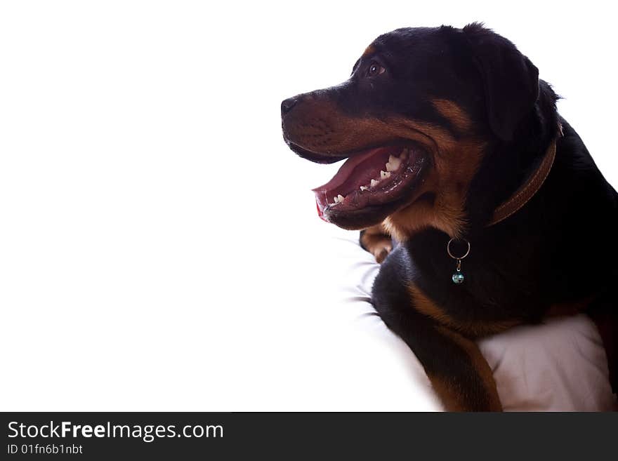 Rottweiler