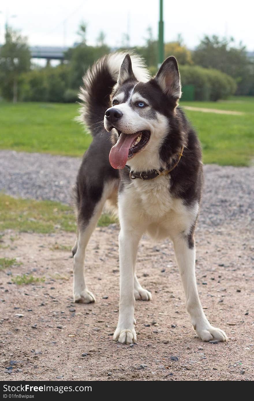 Husky in the park