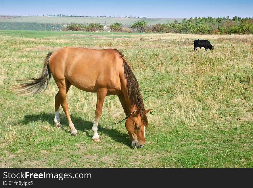 Brown horse and black bull grazing at meadow. Brown horse and black bull grazing at meadow