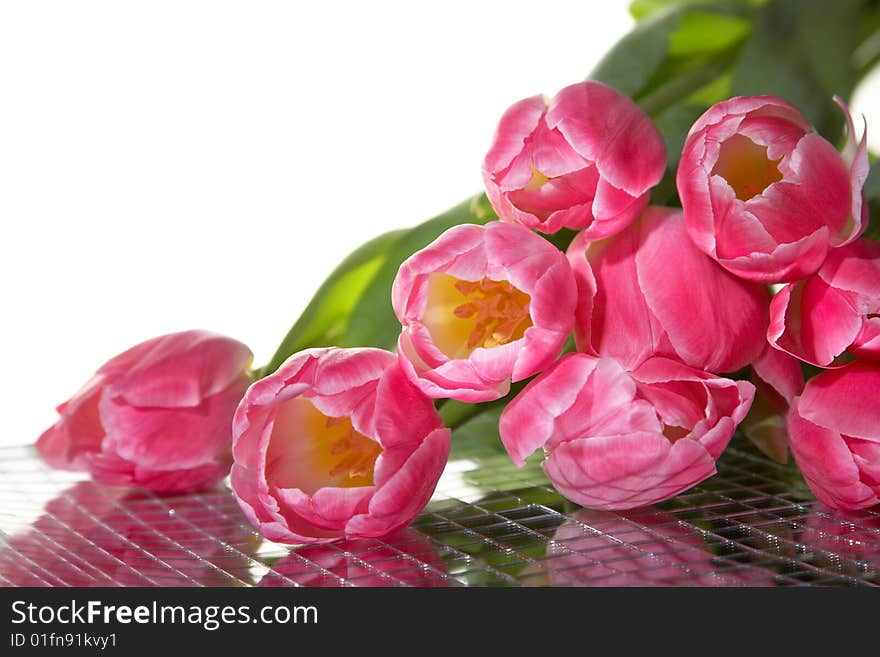 Tulips with reflection