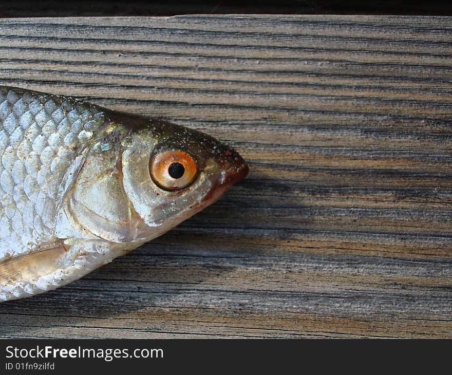 Dead fish on a wooden background