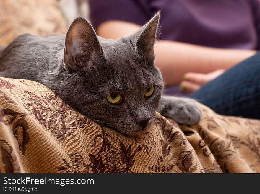 Grey cat lying on gobelin