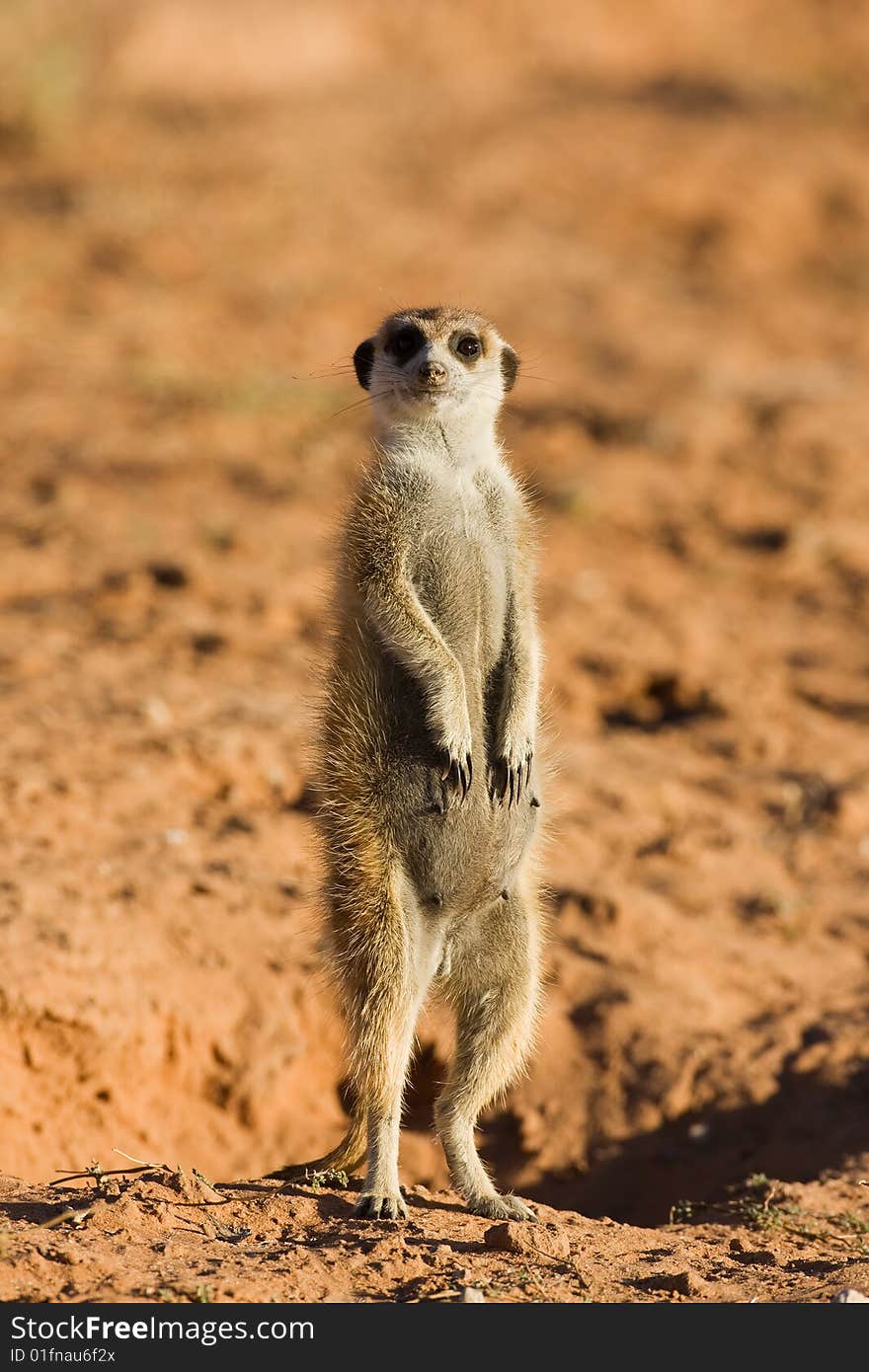 Suricate