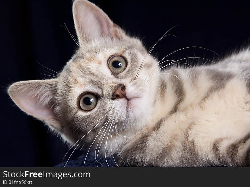 Kitty rests upon side and looks at me on turn blue background. Kitty rests upon side and looks at me on turn blue background